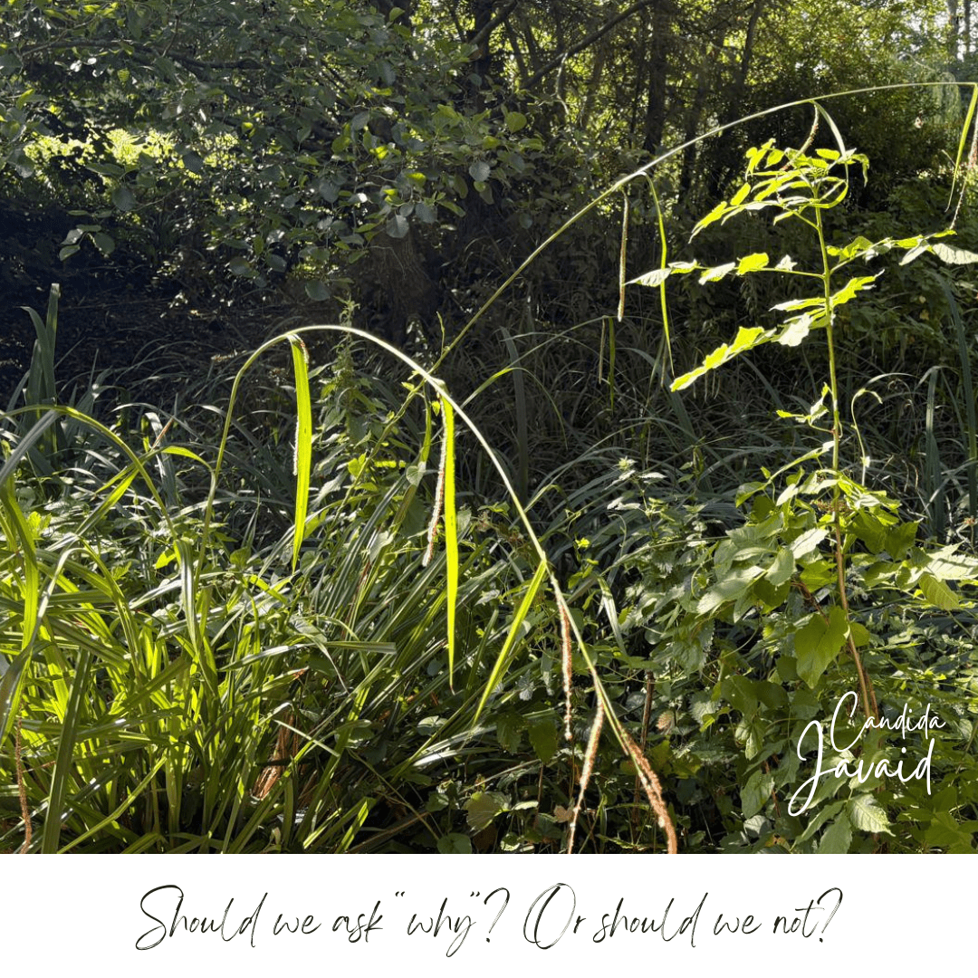 Should we ask “why”? Or should we not?